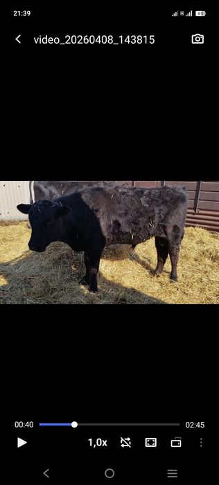 Продам быков ...