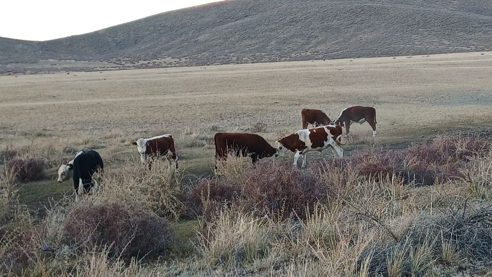 Семіз соғымдар сатылады