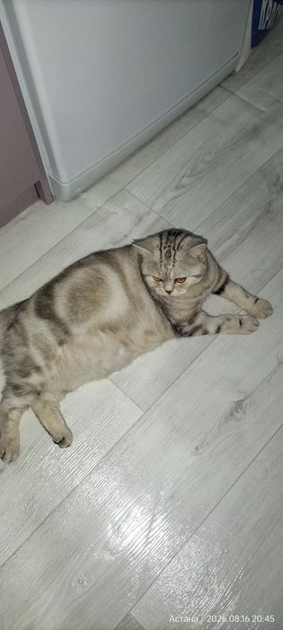Кот на вязку шотландец