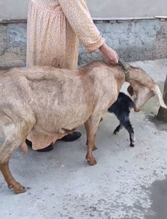 Англонубиская ешкі сауынды