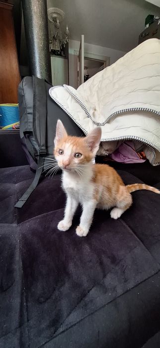 Ofer spre adoptie motanel