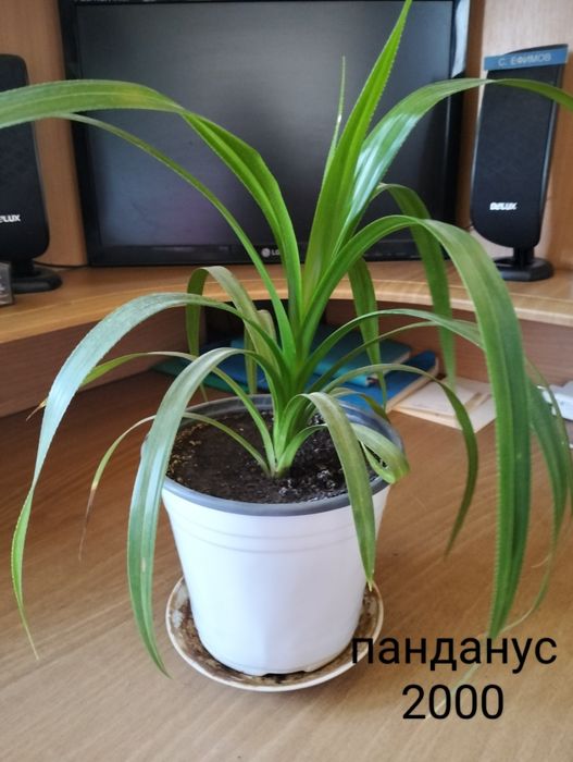 Комнатные цветы для дома и офиса