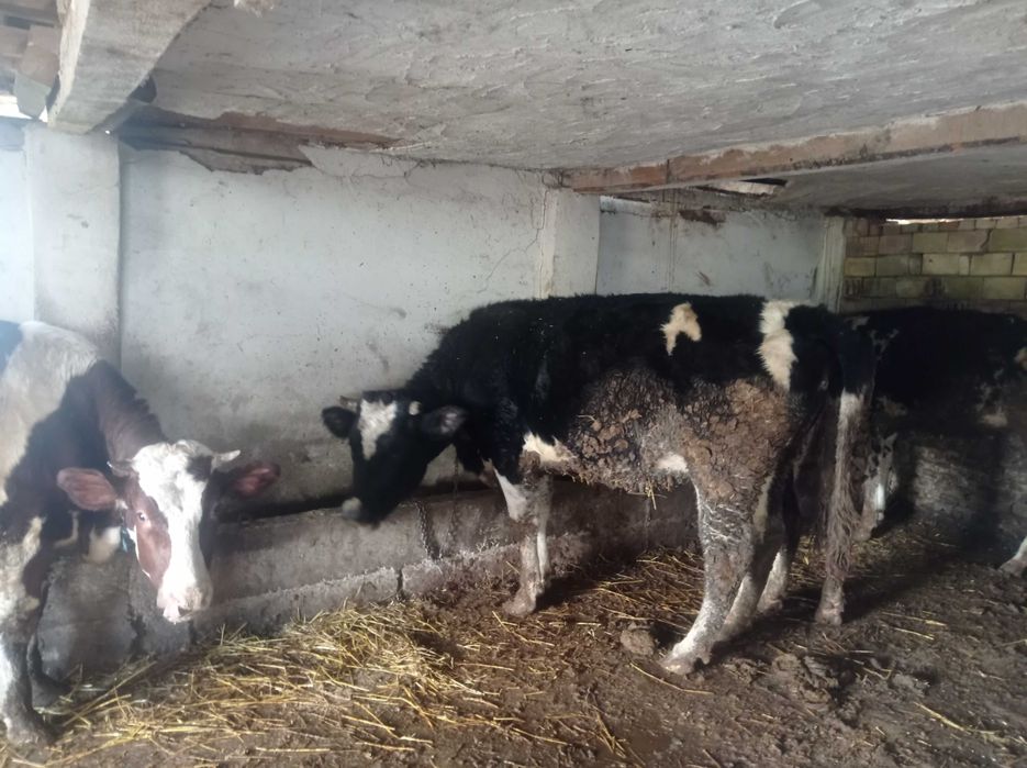 Продавам млади крави бременни