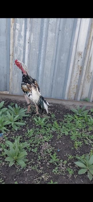 Продам дакана аа