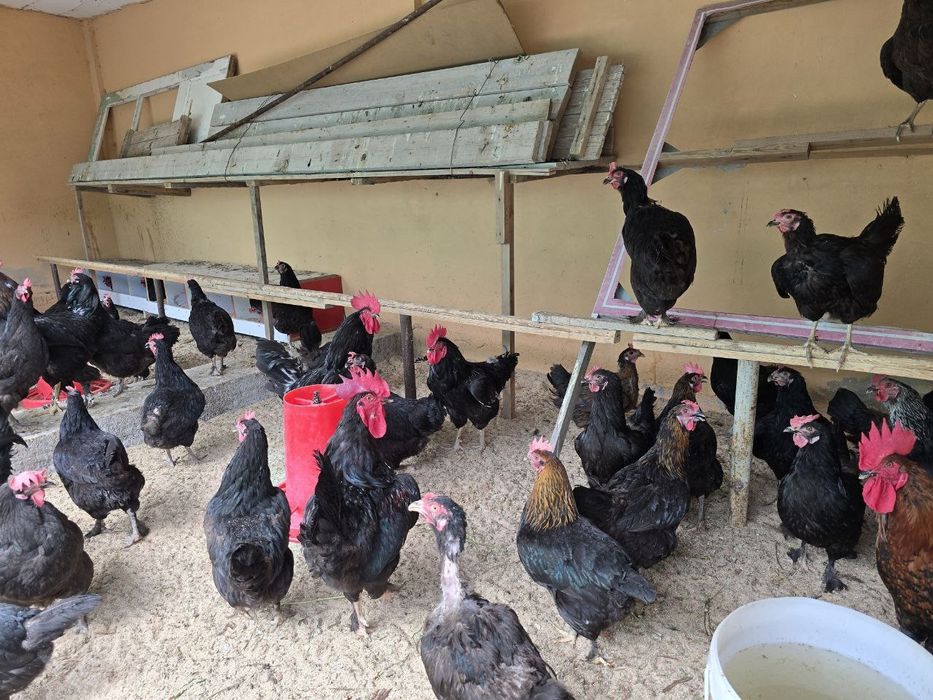 Uyda xususiy jinsiy aloqa video (ruscha)