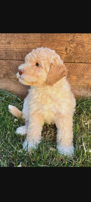 Lagotto Romanolio