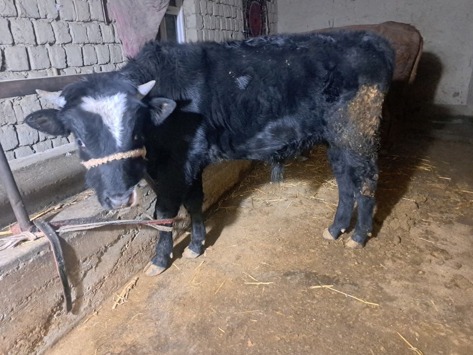 Мол 11 ойлик навос