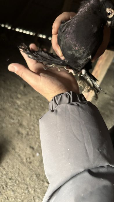 Голубь(кептер)