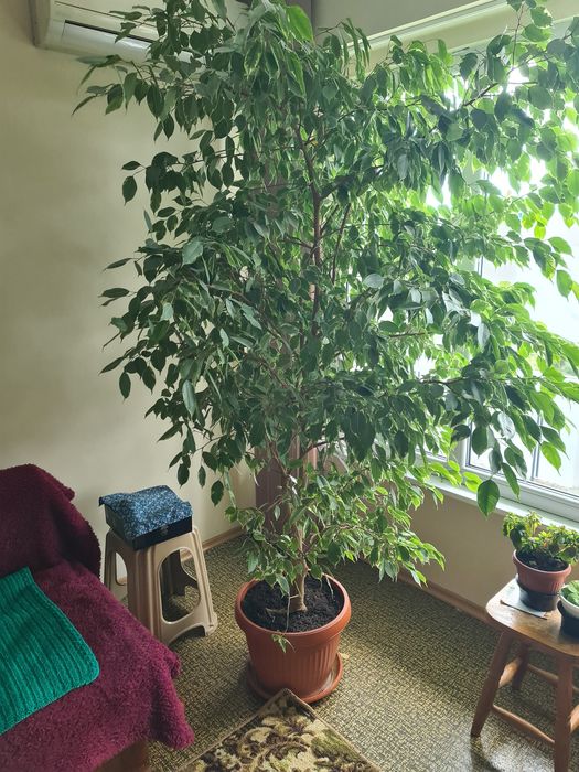 Фикус Бемджамин - Ficus elastica