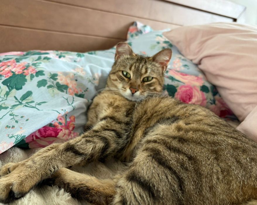 Кошечка ищет маму и папу