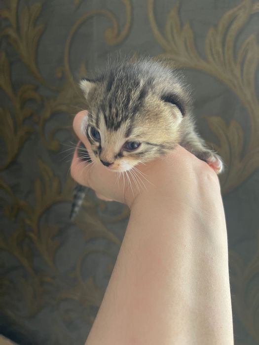 Отдам Хороший руки котята
