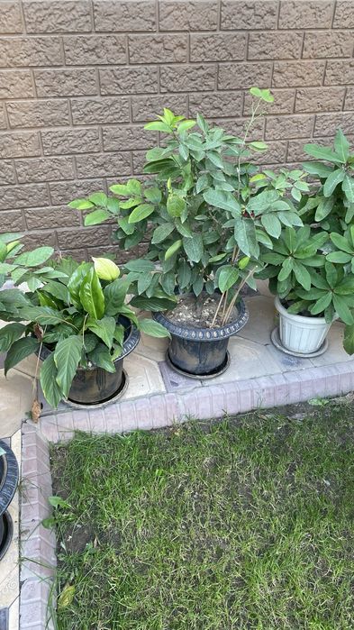 Лимон дерево кумкваты