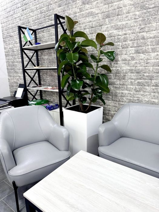 Офисные растения цветы