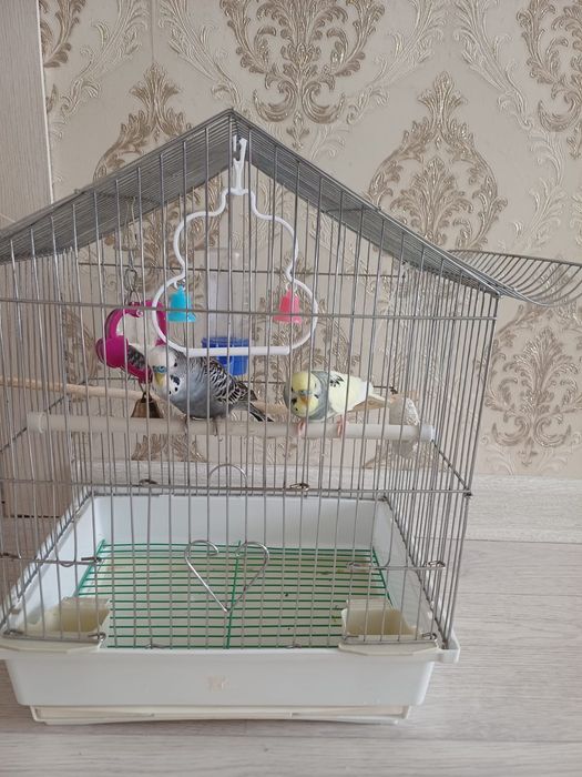 Попугай волнистый продается