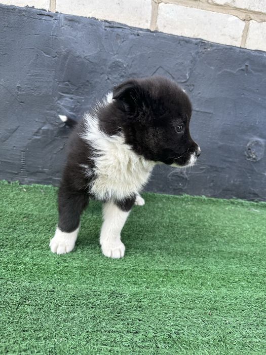 Щенок отдам в хорошие руки,