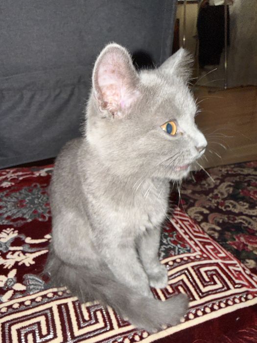 Домашние кошки 2 месяц