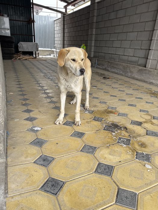 Собака турецкий кангал