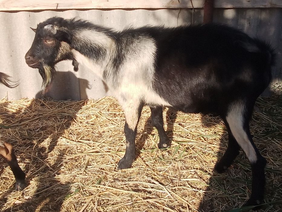 Альпи ешкілер сатылады