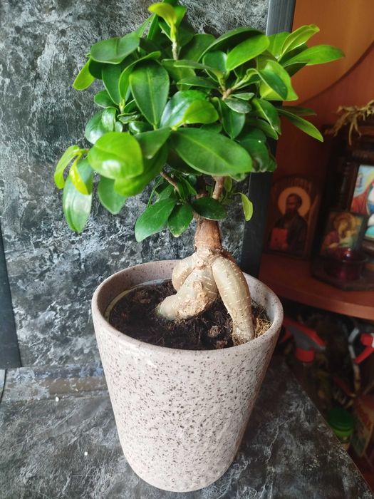 Фикус Женшен в кашпа