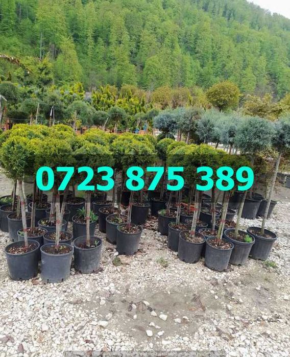 Plante de Calitate Superioară – Verificare la Livrare și Siguranță