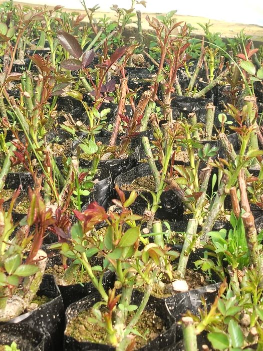 Роза атир гул гарант, сфати,