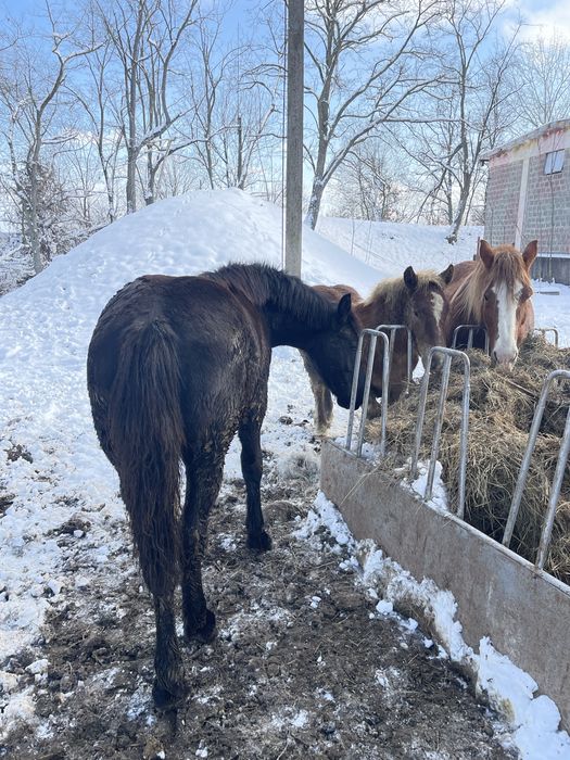 Mânz Barok Friz 10 luni