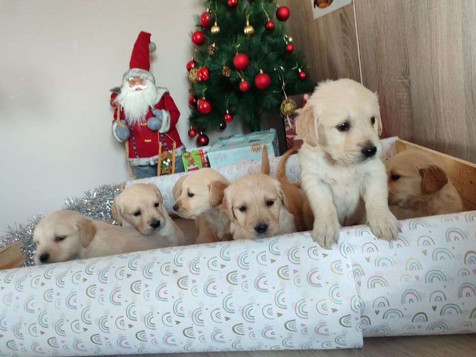 Голдън  ретривър