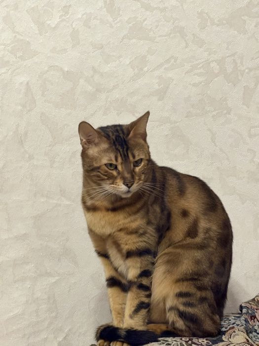 Бенгальская кошка