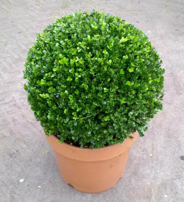 Продам растения для сада