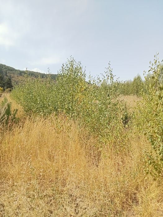 Берёза алтайская