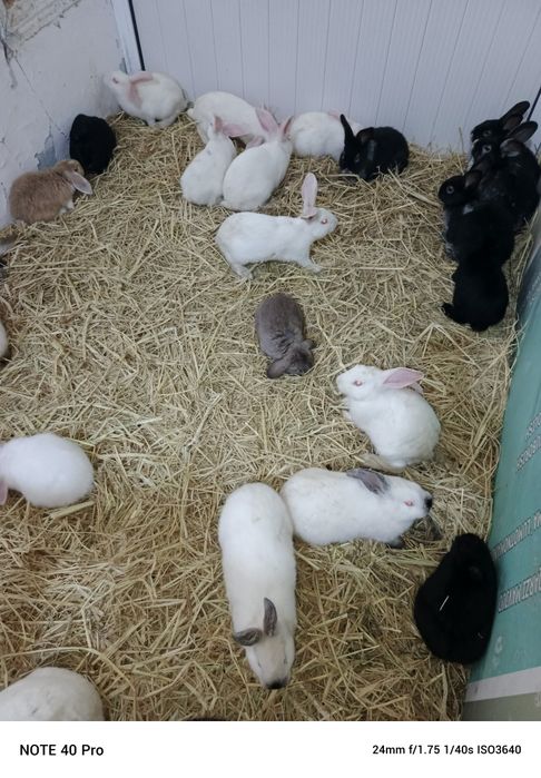 Хар хил турдаги зотли куен болалари