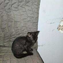 коте бебе търси дом