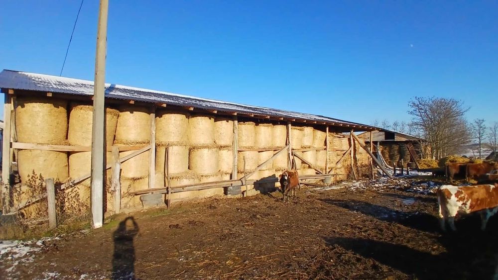 Baloti lucerna Producție 2025