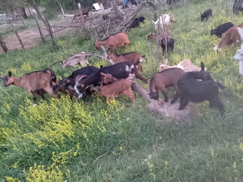 Vând sau schimb iezi