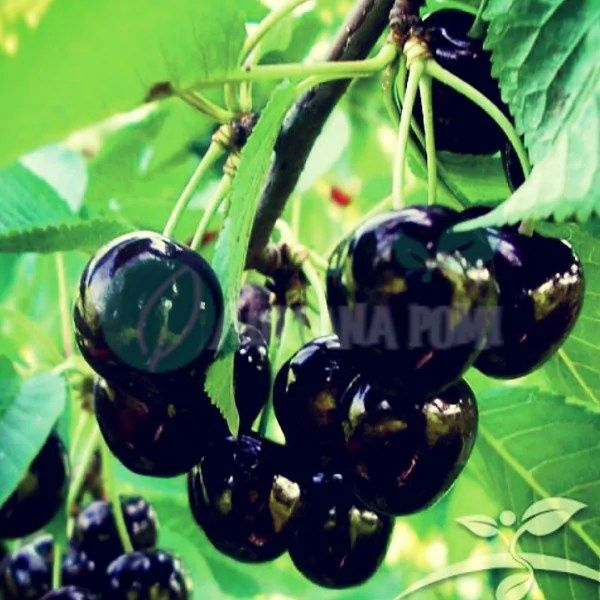 Pomi Fructiferi deosebiti  cires amar de amara