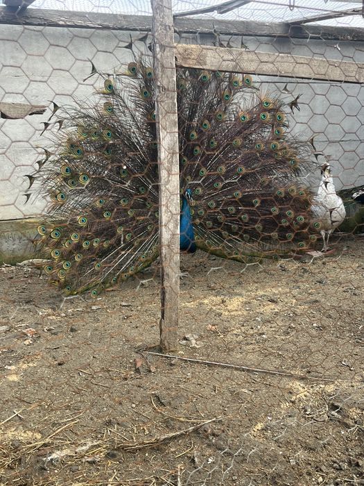 Mascul paun disponibil