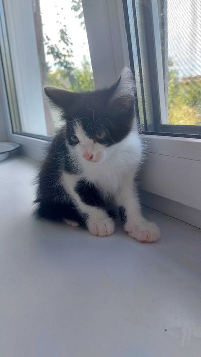 Котенок в добрые ответственные руки