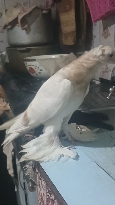 Продаются  пискуны