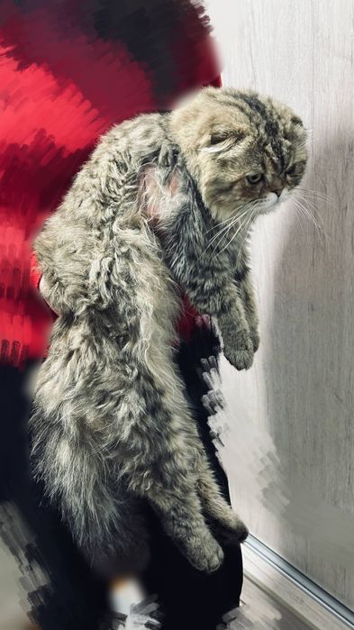 Кот скоттиш фолд