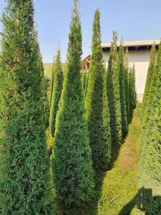 Арча кепарис оптом