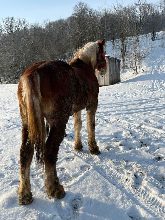 De vânzare mânz (armăsar )