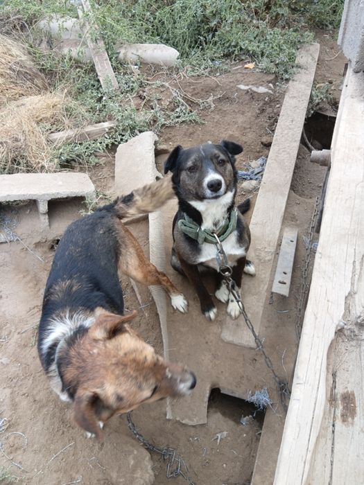 Собаки бесплатно в хорошие руки