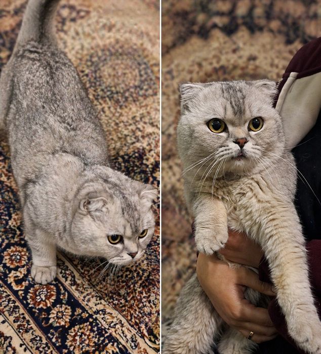 Mushuk sotiladi srochniga arzon narxda juda