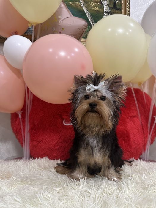 Красивый мальчик йорик беби фейс