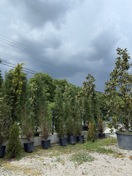 Vand plante ornamentale calitate extra