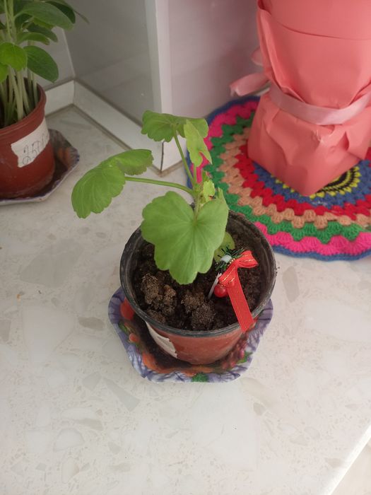 Команатние растения