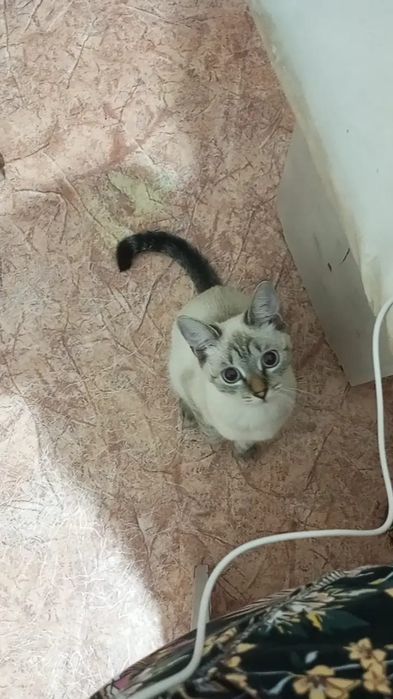 Продам кошку породистую