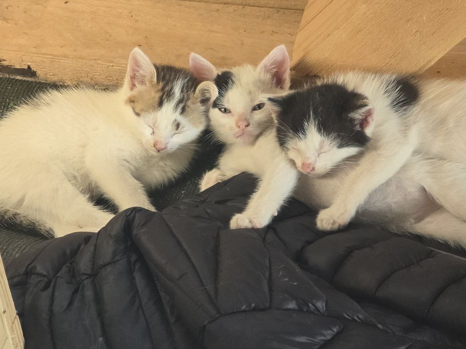 Pisoi spre adopție