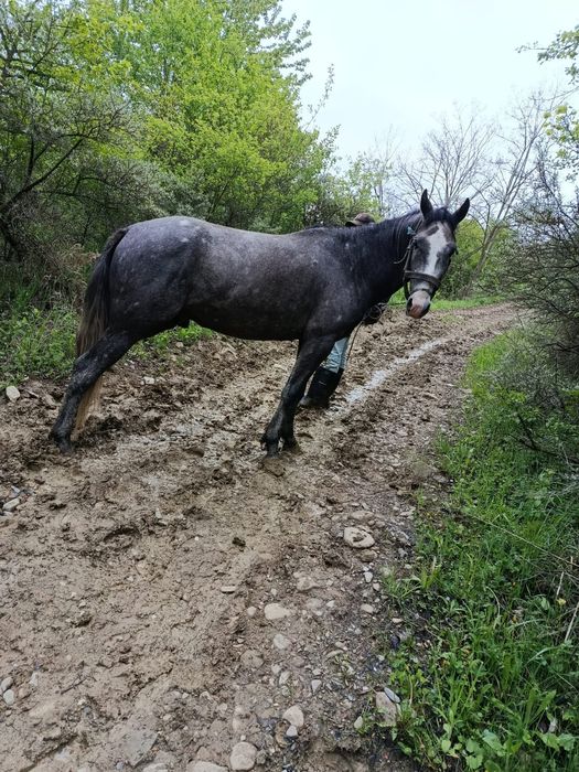 Se vinde un armăsar tânăr