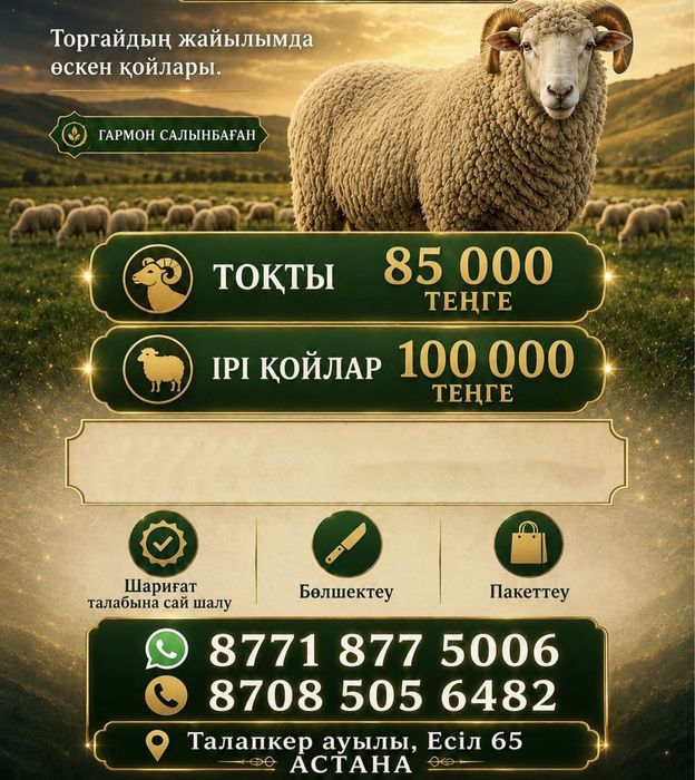 Овца,Қой без гармона ,Тоқты 85.000